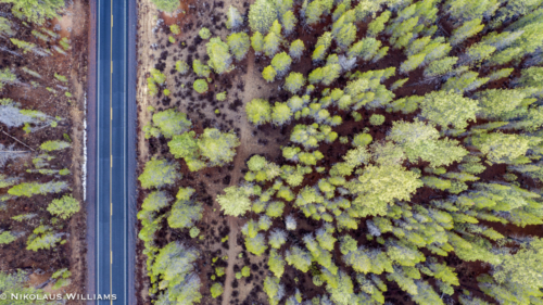The Trees from Above